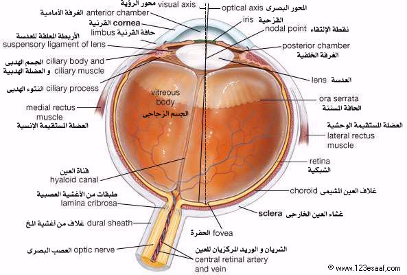 مكونات عين الانسان 20160722 84