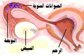 ماهو دليل تلقيح البويضة - اعراض تلقيح البويضة 20160629 104