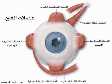 العين لها حارس ربي يحمي كل من يقرأ هذا المقال , مطوية حول العين