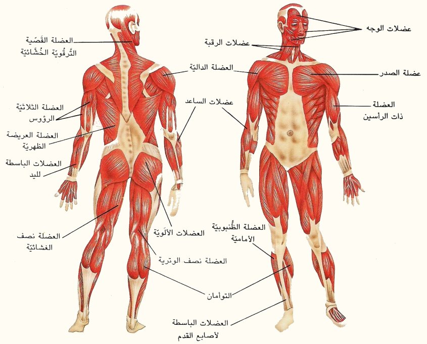 كم يبلغ عدد العضلات في الجسم , تعرف على عدد عضلات جسم الانسان