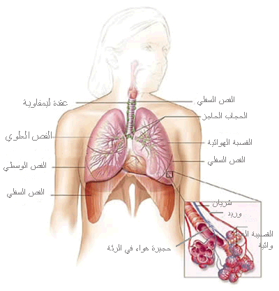 ما هي اعراض الاصابة بمرض سرطان الرئة 8697409619F06518Ed371A9Ea8Bfa1E9