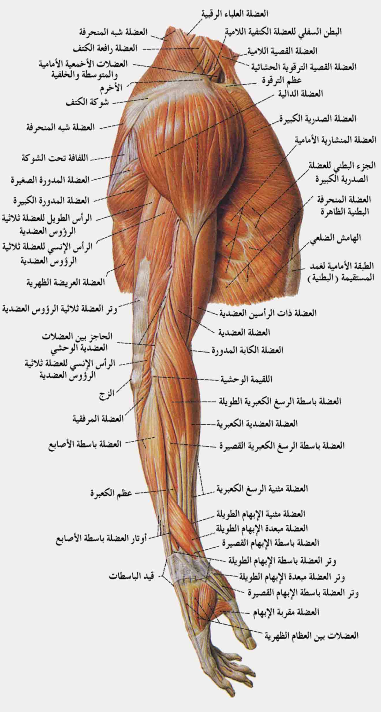 كم عدد العضلات في الجسم البشري 29028 2