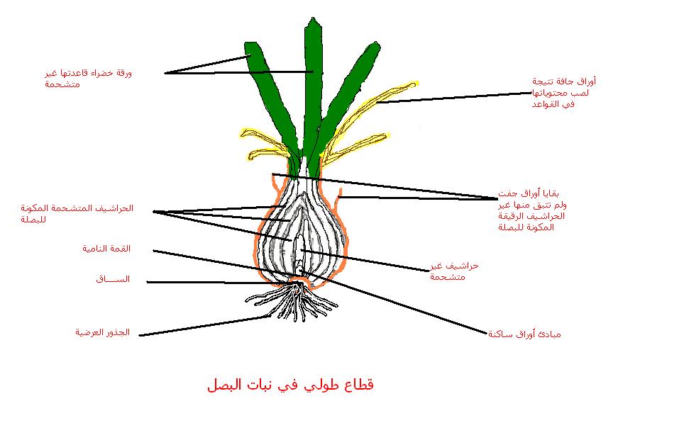 سبب خروج اوراق البصل في البيت 29241 1