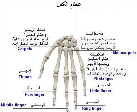 علاج زند اليد