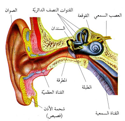 عرض عن الحواس الخمس , تعرف على الحواس الخمس