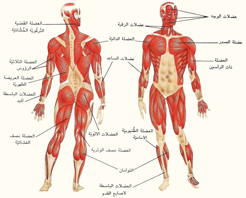كم يبلغ عدد العضلات في الجسم تعرف على عدد عضلات جسم الانسان بيوتي