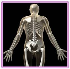 بالصور كم عدد العظام الموجودة فu كم عدد العظام الموجودة فجسم النسان