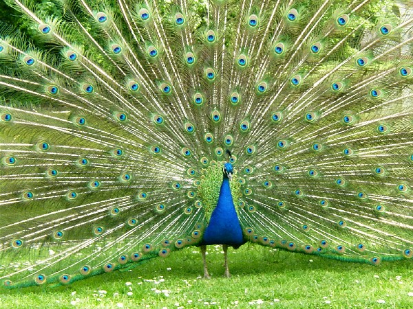 20160721 730 صور طاووس - اجمل طائر بالعالم اسلام سيد