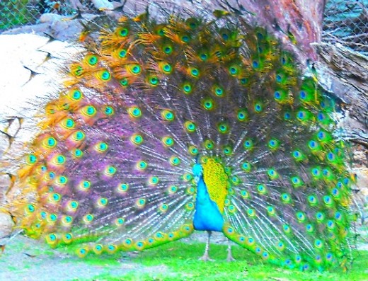 20160721 732 صور طاووس - اجمل طائر بالعالم اسلام سيد