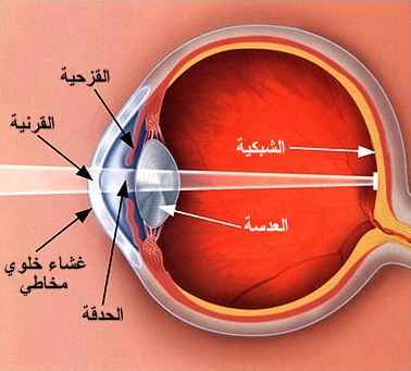 مكونات عين الانسان