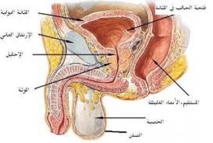 علاج حرقة البول بسبب البروستات