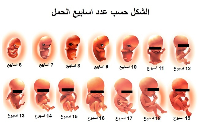 متى يكتمل نمو الجنين 98859B4B8E9Dfa1F13C64602913Bac5D