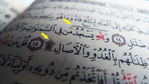 كم عدد السجدات في القرآن الكريم