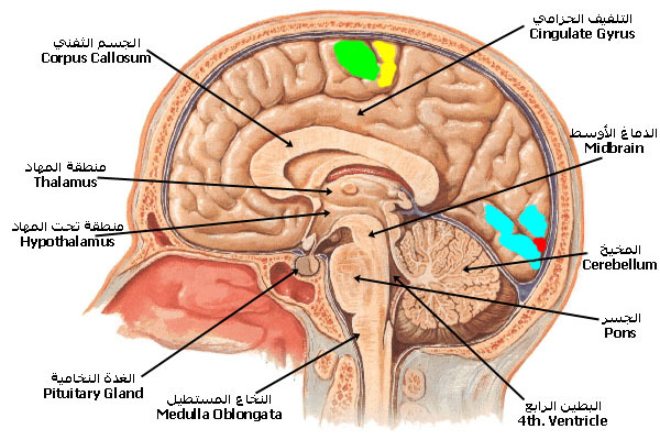 الحواس الخمس في الدماغ