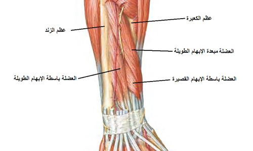 كم عضلات جسم الانسان , عضلات الجسم