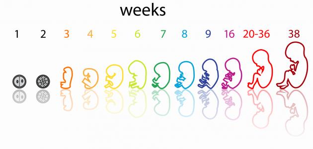 مراحل تكوين الجنين بالاسابيع
