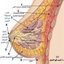 علاج لسرطان ثدى المراة