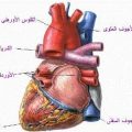 410B4Abc3D6957Faf40A0Bbcb7F8C6B4 انواع امراض القلب واعراضها سماح شوقي