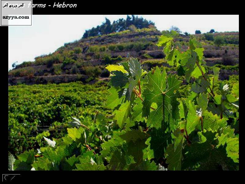 صور طبيعة من فلسطين رائعه