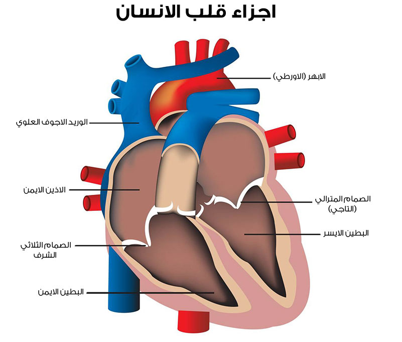 امراض القلب اعراض الوجع بالقلب Be3