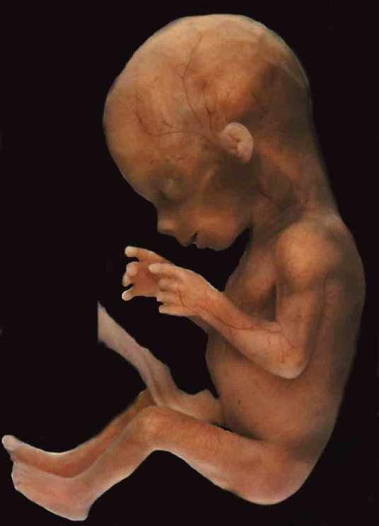 12414 12 مراحل الحمل - تطور الجنين فبطن امه حلمي جميل