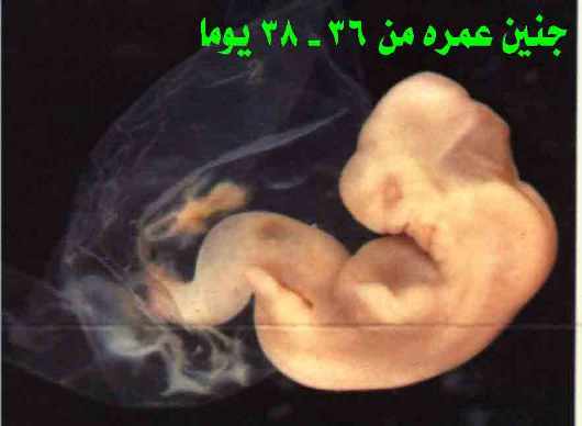 12414 14 مراحل الحمل - تطور الجنين فبطن امه حلمي جميل