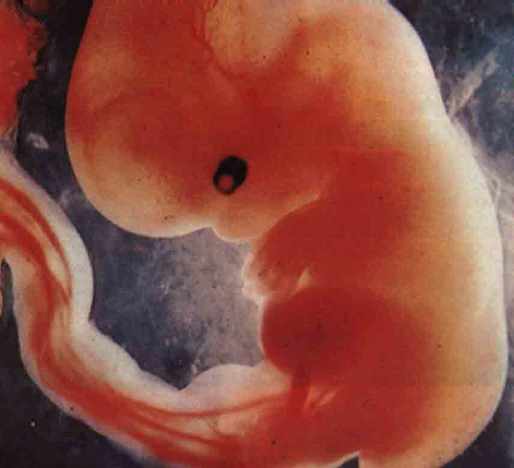 12414 6 مراحل الحمل - تطور الجنين فبطن امه حلمي جميل