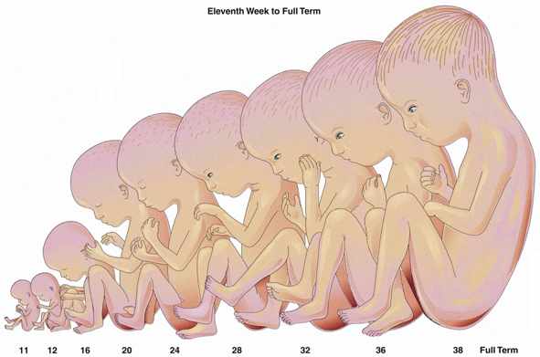 12414 9 مراحل الحمل - تطور الجنين فبطن امه حلمي جميل