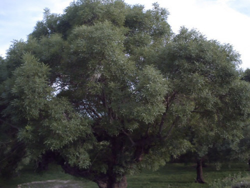 130018 5 صورة شجرة الدردارة عشبة الدردار عائشة فتحي