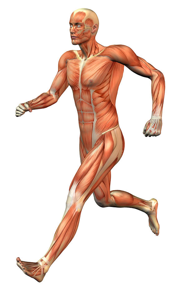 18003 1 كم عدد عضلات جسم الانسان - ما هى عضلات الانسان غالية سليمان