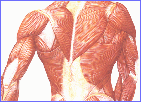 18003 كم عدد عضلات جسم الانسان - ما هى عضلات الانسان غالية سليمان