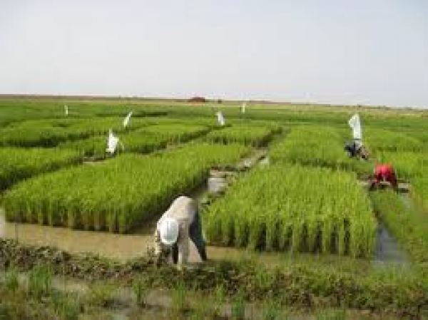 اهمية الزراعة , ضروره الزراعه